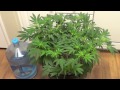 Cannabis "Grow for Broke" Week #2 of flower