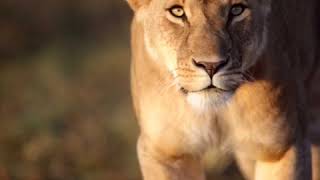 What?s Your Favorite Animal! ??