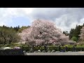 狩宿の下馬桜と富士山