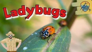 Amazing Ladybug Facts For Kids | Kids Nature Show