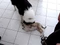 collie