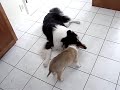 collie