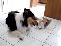 collie
