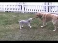 golden retreiver