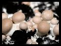 mushroom cultivation