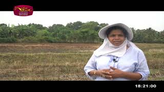 Mihikatha Dinuwo | 2021-08-27| Rupavahini Agricultural Programme
