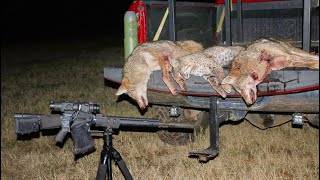 Thermal coyote hunting