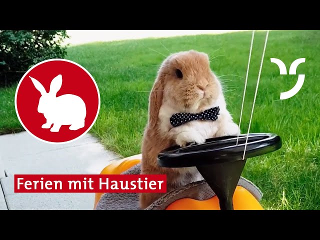 Watch Ferien mit Haustier on YouTube.