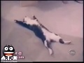 Videos engraçados - Gatos Loucos