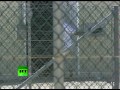 Видео США продолжают пытать узников Гуантанамо
