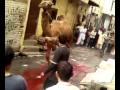 Arifwala Qurbani of camel
