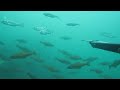 vidéos chasse sous marine hd