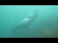 vidéos chasse sous marine hd
