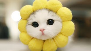 Baby Cats - Cute and Funny Cat Videos Compilation part 5