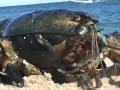 Crustacean Structure Of Crustaceans | RM. Crustacean Structure Of Crustaceans | RM.