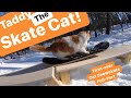 Taddy Skates- Best Cat Snowskate Video Ever! "Hustle To Meowtivate"