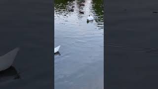 White Swans / Белые Лебеди