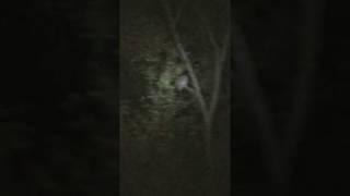 Brujas En Un Arbol? Porque Las Lechuzas Son Brujas?