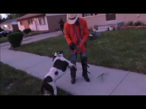 The dog whisperer pitbull fight