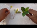Propagation ficus plant , how to grow ficus from cutting