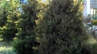 Анапа санаторий Кристалл 2011.mpg