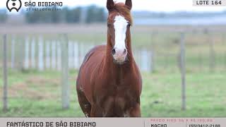 LOTE 164 - POTROS RACIONADOS INTEIROS - LEILÃO VIRTUAL SÃO BIBIANO 2020