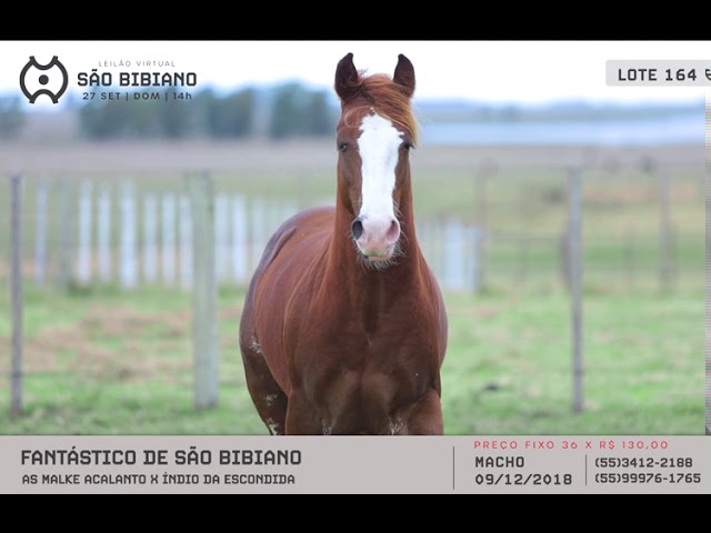MACHOS - LEILÃO VIRTUAL SÃO BIBIANO 2020