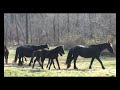 Friesian Foals by Raven