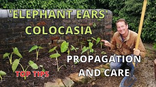 Colocasia, Elephant Ear Plant. Esculenta. Propagation, Watering, Feeding, Winter Care. Top Tips.