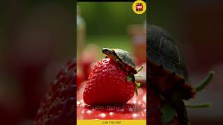 Tiny Turtle Adorable Baby Turtle Moments Cute Tiny Animal Video Cute Tiny Fluff