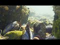 Pentax Optio W90 Underwater Footage #1