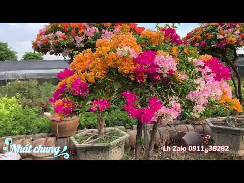 Khám phá Vườn hoa giấy thái tán ô siêu đẹp / #hoa giấy thái# Nhất chung