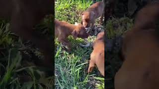 Pitbull Puppies Battle For Rope. Ends In A Bite