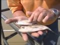 Take a moment to learn about a serious threat to Tennessee's waters, boaters, and fish populations, the Silver and Big-head Carp