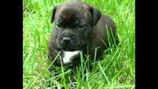 Brasco - Staffordshire Bull Terrier - First 7 Months