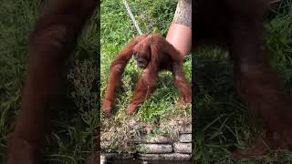 Orangutan Foraging For Food.