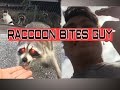 RACCOON BITES GUY FEEDING IT *ORIGINAL