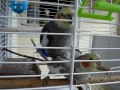 Sexo explicito com animais! - youtube
