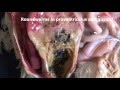 Poultry postmortem: Ulcerative Proventriculitis in Poultry by RS Brar, HS Banga, Rahul Kumar Poultry postmortem: Ulcerative Proventriculitis in Poultry by RS Brar, HS Banga, Rahul Kumar