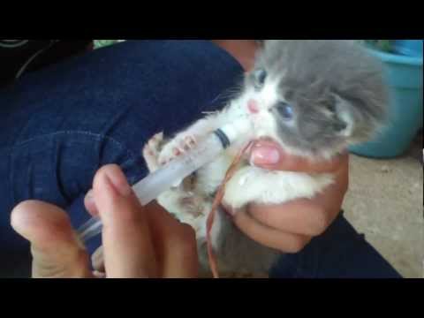 COMO ALIMENTAR A TU GATO
