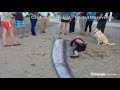 Oarfish: Rare 18ft 'sea serpent' discovered off California coast