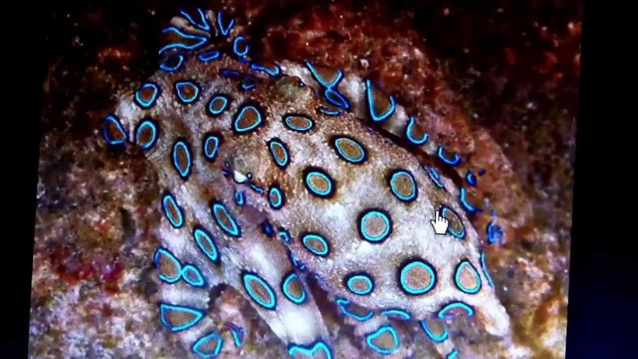 EL PULPO AZUL el pulpo azul: