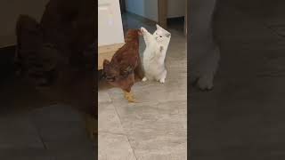 Cat Punch Vs Chicken The Showdown