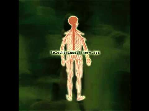 Parasympathikus Video