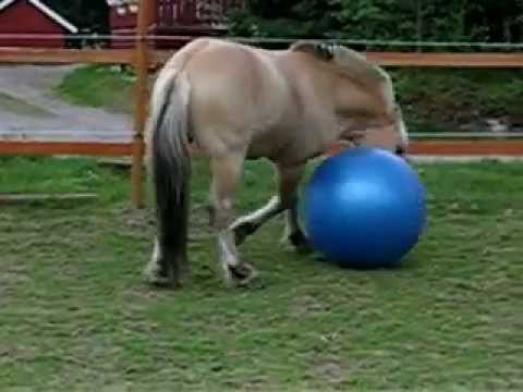 Funny horse video, Ashley Uhrebro