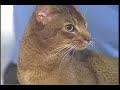 Ideal Companion: Abyssinian