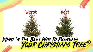 What's The Best Way To Preserve Your Christmas Tree?