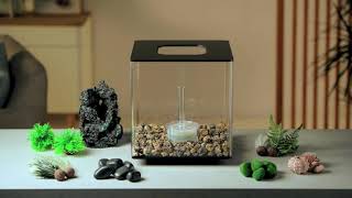 Aquarium How-To Decorating A Biorb Cube