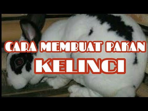 penggemukan sapi di lampung