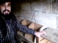 Huevos de gallinas libres, sanos y ecológicos